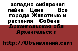 западно сибирская лайка › Цена ­ 0 - Все города Животные и растения » Собаки   . Архангельская обл.,Архангельск г.